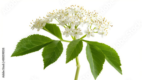 blooming elderflower with white clusters, isolated on a white background, used in cold and flu remedies 