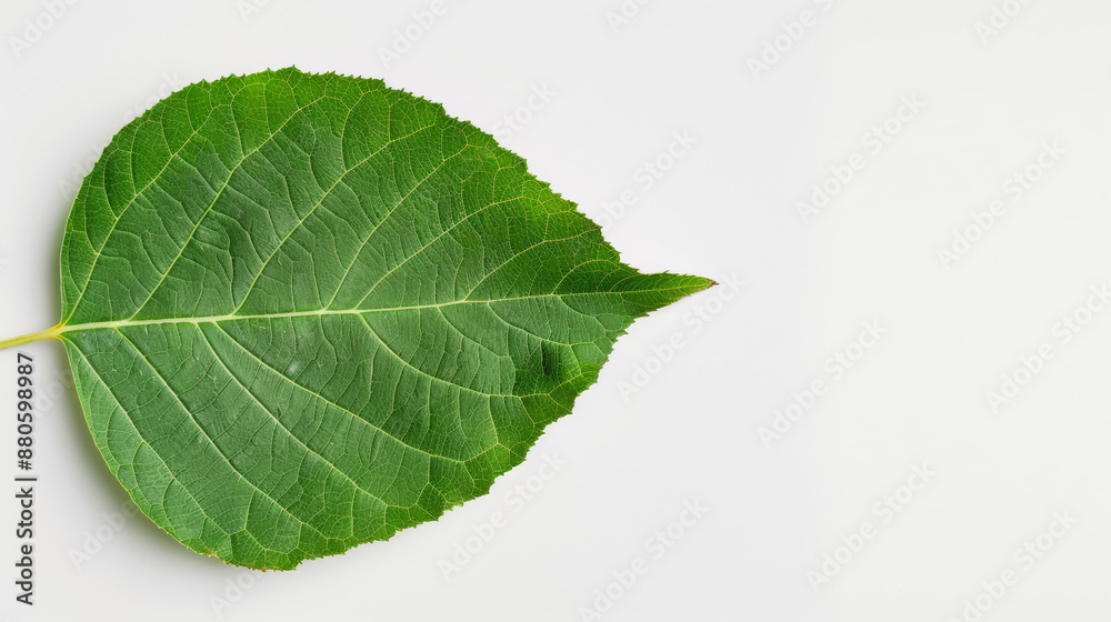 Obraz premium close-up of a poplar leaf with triangular shape, isolated on a white background, shiny green surface