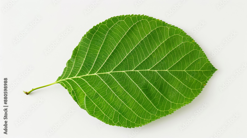 Obraz premium close-up of a poplar leaf with triangular shape, isolated on a white background, shiny green surface 