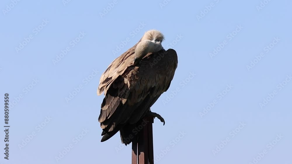 Plano cerrado de buitre leonado, gyps fulvus, acicalandose el plumaje sobre poste de tendido electrico en desuso, Alcoy, España Plano cerrado de buitre leonado, gyps fulvus, acicalandose el plumaje sobre poste de tendido electrico en desuso, Alcoy, España