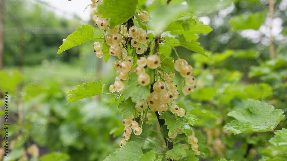 A close up of large ripe white currant berries in the garden after rain. A close up of large ripe white currant berries in the garden after rain.