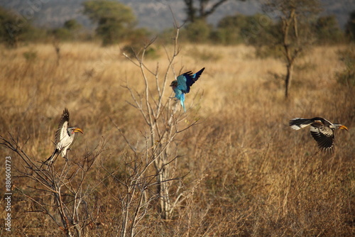 Birds fight over a tree