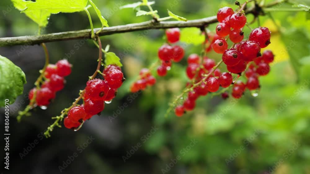 branch of ripe red currant in a garden on green background after rain. branch of ripe red currant in a garden on green background after rain.