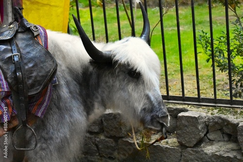 closeup of yak face - Himalayan animal
