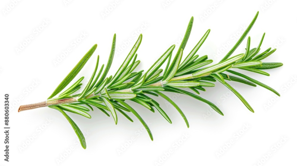 Fototapeta premium A single sprig of rosemary sits on a clean white background, perfect for use in designs and layouts where a touch of greenery is needed