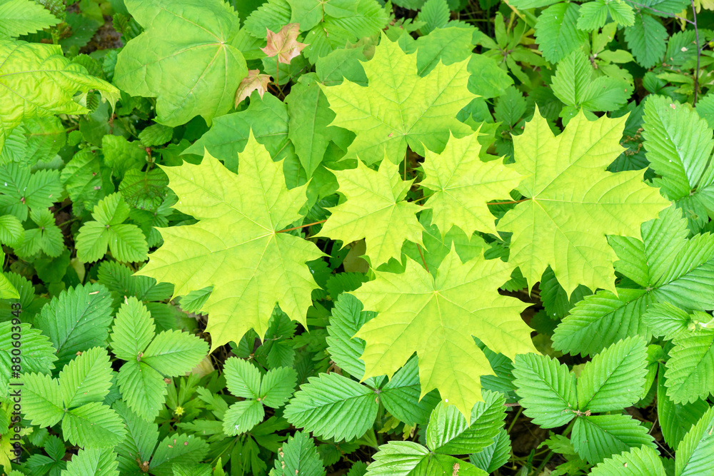 Green maple leaves. Spring foliage on tree branches. Green maple leaves. Spring foliage on tree branches.