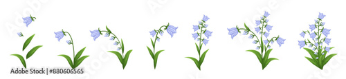 Bluebell flowers set. Floral plants with blue blooms. Botanical vector illustration isolated on white background.