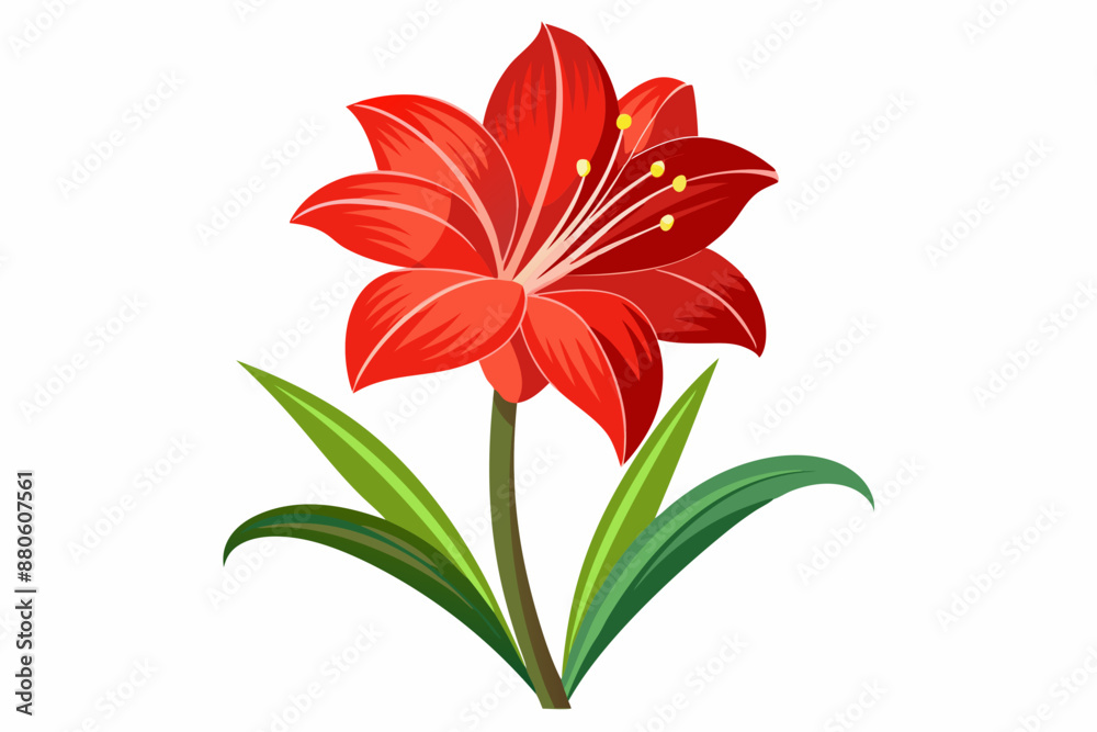 Obraz premium Amaryllis flower vector illustration