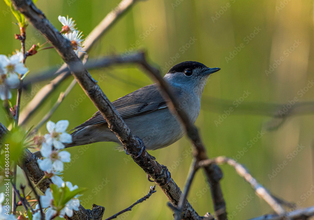 A small black-headed warbler sits on a dry branch among flowering cherry bushes on a clear spring evening. A small black-headed warbler sits on a dry branch among flowering cherry bushes on a clear spring evening.