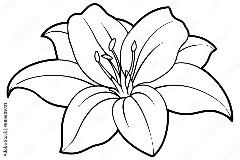 Line art of amaryllis flower Line art of amaryllis flower