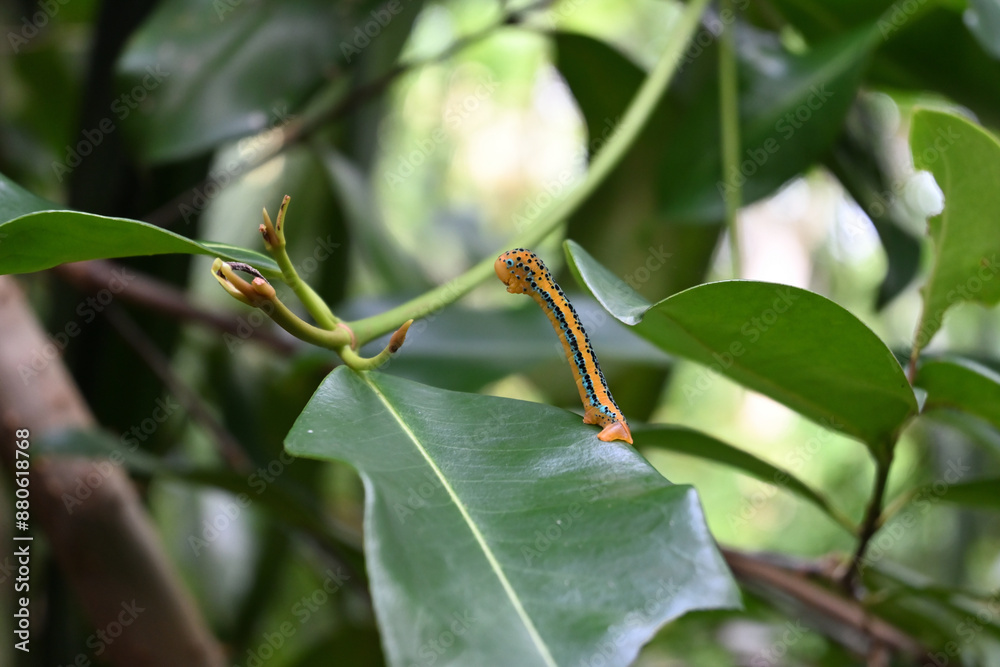 A colorful blue tiger moth larva is raising its caterpillar body on the edge of a leaf A colorful blue tiger moth larva is raising its caterpillar body on the edge of a leaf
