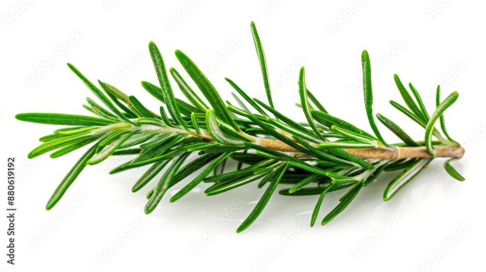 A small sprig of rosemary against a clean white background, suitable for use in culinary or herbal themed designs A small sprig of rosemary against a clean white background, suitable for use in culinary or herbal themed designs