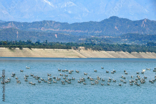 Bar headed geese enjoying in ranjit sagar dam, pathankot, punjab, india photo