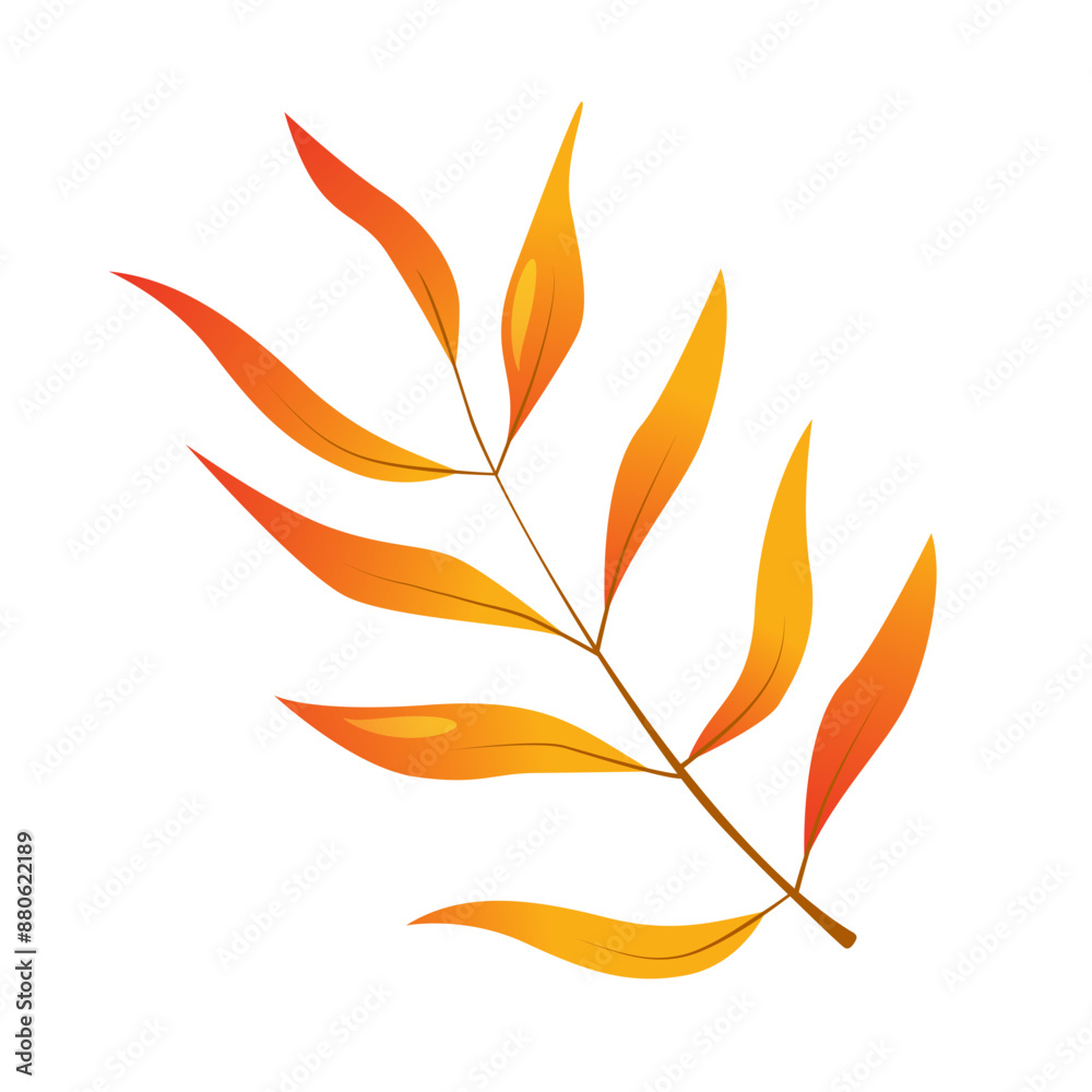 Vector cartoon autumn pecan tree leaves isolated on white background.
Vector cartoon autumn pecan tree leaves isolated on white background.
