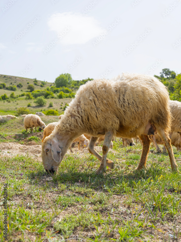 Sheep eating grass, side view full body image flock of sheep eating grass grazing. Summer day in countryside landscape photo. Copy space. Animal farming concept idea. Sheep eating grass, side view full body image flock of sheep eating grass grazing. Summer day in countryside landscape photo. Copy space. Animal farming concept idea.