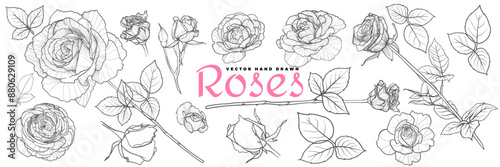Vector outline roses blossoms and leaves. Outlines separate from fills. The font used is Amita. Detailed hand drawn roses, beautiful and elegant flowers for online and print projects.