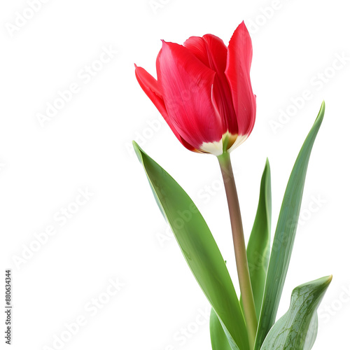 red tulip isolated on white or transparent png