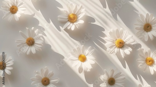 Delicate chamomile casting soft shadows on a white background, natural sunlight creating a peaceful and serene mood, horizontal photo, copy space