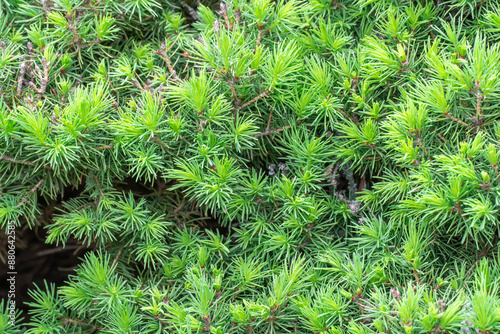 Small needles on branches of canadian spruce picea glauca conica. Shoots sprout of evergreen coniferous tree in springtime. Bright green young plant as pyramidal and undersized. Fresh spruce twigs. photo