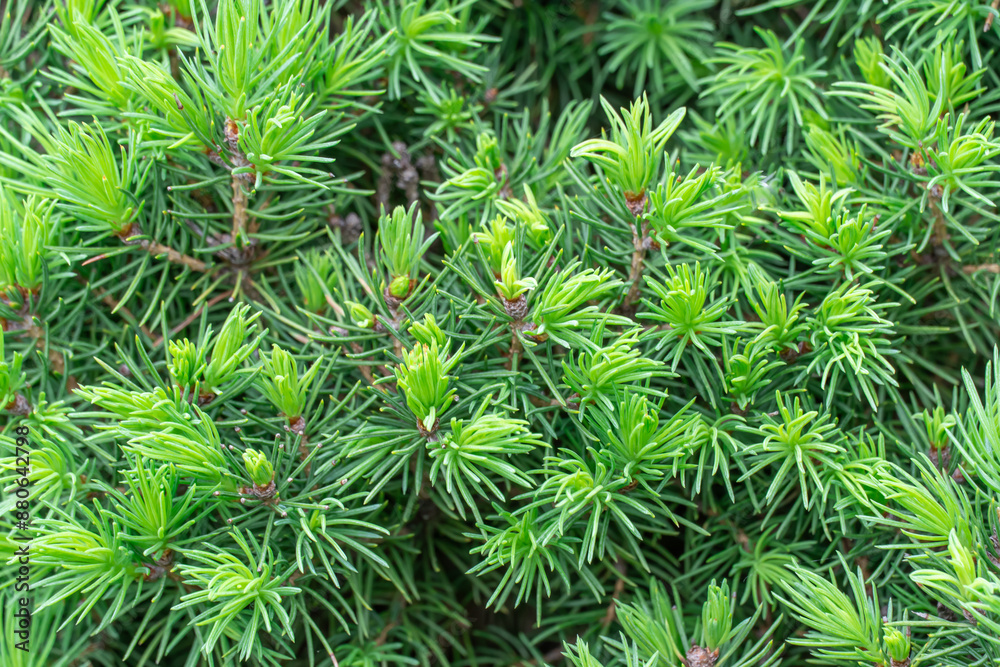 Small needles on branches of canadian spruce picea glauca conica. Shoots sprout of evergreen coniferous tree in springtime. Bright green young plant as pyramidal and undersized. Fresh spruce twigs. Small needles on branches of canadian spruce picea glauca conica. Shoots sprout of evergreen coniferous tree in springtime. Bright green young plant as pyramidal and undersized. Fresh spruce twigs.