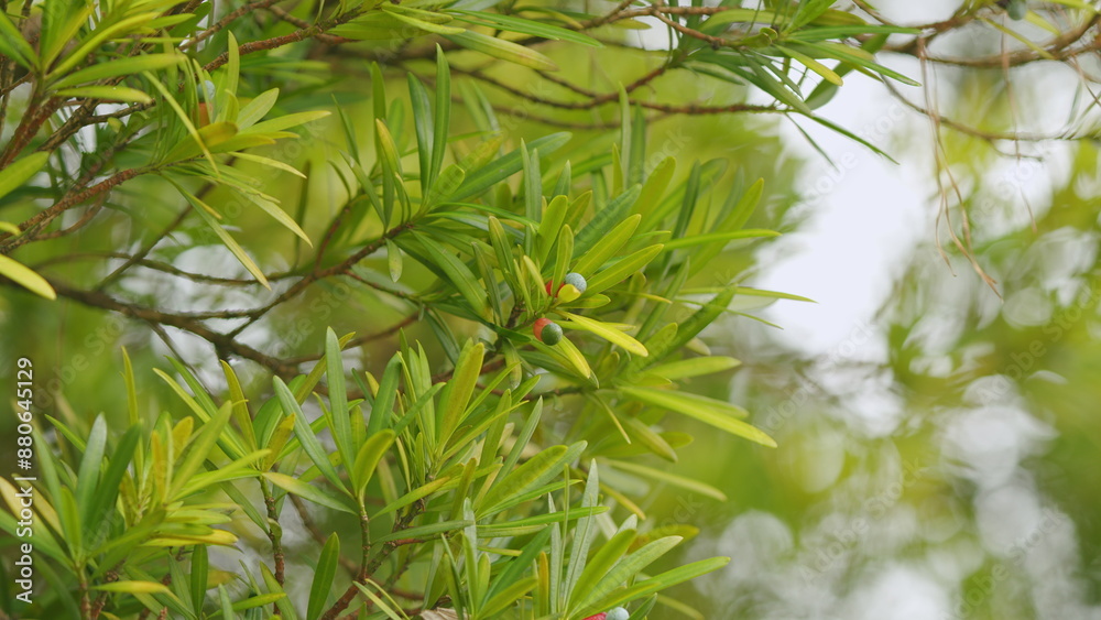Naklejka premium Dioecious Conifer. Yew Plum Pine. Buddhist Pine Auspicious Tree With Dark Green Leaves. Close up.