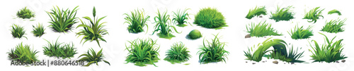 Set of green grass blades between tufts of fresh grass blades isolated on white background. Suitable for lawns, fields, gardens, meadows or gardens.