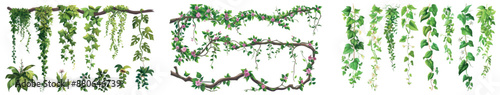 The twisted plant stem creeper with foliage and blossoms of a jungle liana climber. A cartoon illustration set of hanging tropical trees with greenery..