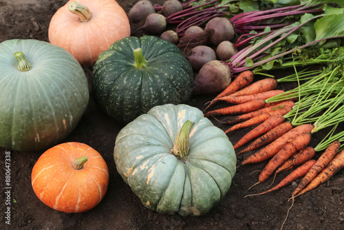 Organic vegetables in garden. Autumn harvest of fresh dirty carrot, beetroot, pumpkin and potato on soil ground. Harvesting, cultivation photo