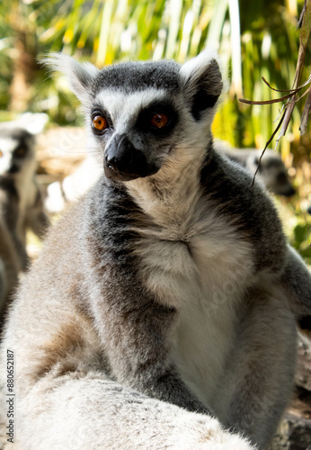 ring lemur