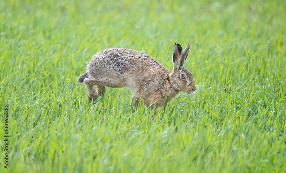 Fototapeta premium Brown hare juvenile, running, close up, on the grass in the summer time