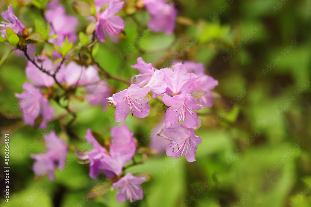 Fototapeta premium Branch of a blossoming Rhododendron dauricum shrub with beautiful purple flowers as a background. Photo with copy space