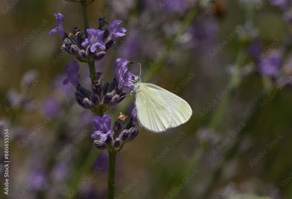 A wood white butterfly (Leptidea sinapis) of the family Pieridae, is a small white butterfly that is mainly found in England, Ireland, and Northern Europe A wood white butterfly (Leptidea sinapis) of the family Pieridae, is a small white butterfly that is mainly found in England, Ireland, and Northern Europe