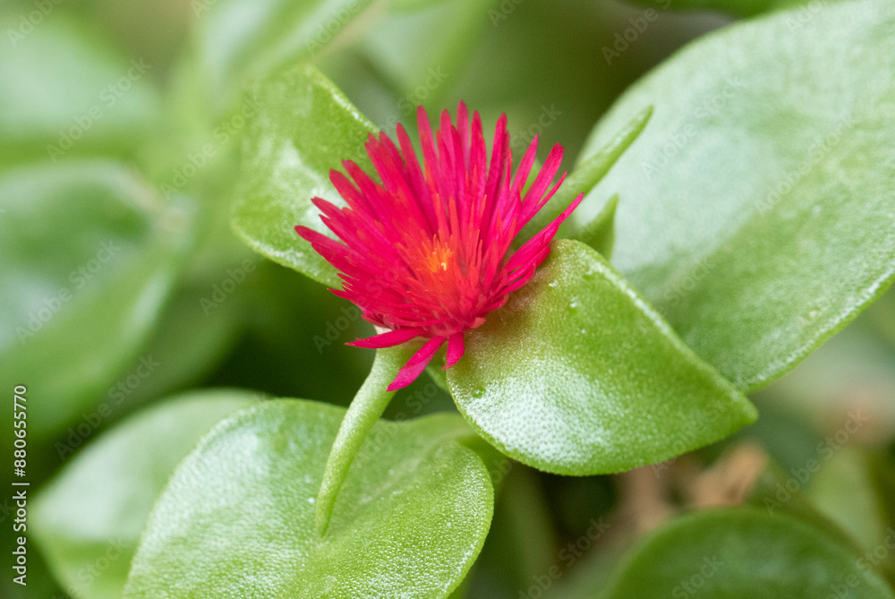A blooming red apple or baby sun -rose (Aptenia) is a tender, branching, prostrate, evergreen, perennial succulent with cylindrical stems bearing broadly ovate to heart-shaped, A blooming red apple or baby sun -rose (Aptenia) is a tender, branching, prostrate, evergreen, perennial succulent with cylindrical stems bearing broadly ovate to heart-shaped,