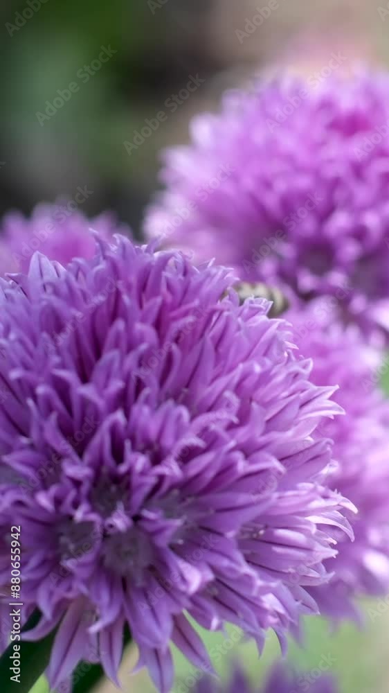 bees collect honey Close up of honey bees. Flying around purple flowers. Bees collecting nectar pollen on spring. Sunny day. slow-motion bees collect honey Close up of honey bees. Flying around purple flowers. Bees collecting nectar pollen on spring. Sunny day. slow-motion