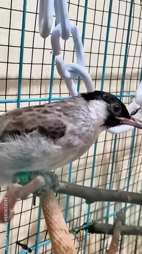 Two sooty-headed bulbuls ( pycnonotus aurigaster ), known as Kutilang bird in Indonesia, fly and perch on a branch in a cage.  photo