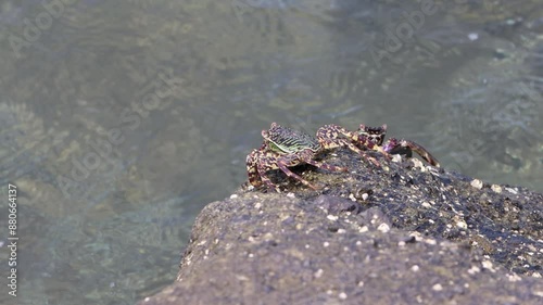 Two crabs on a rock by the sea