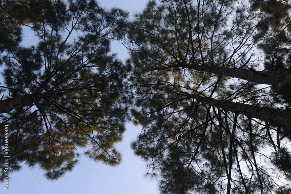 trees in the forest trees in the forest