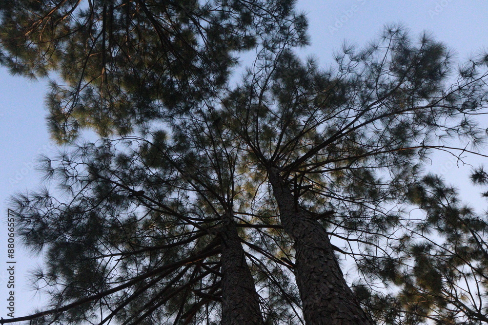 trees in the sky trees in the sky