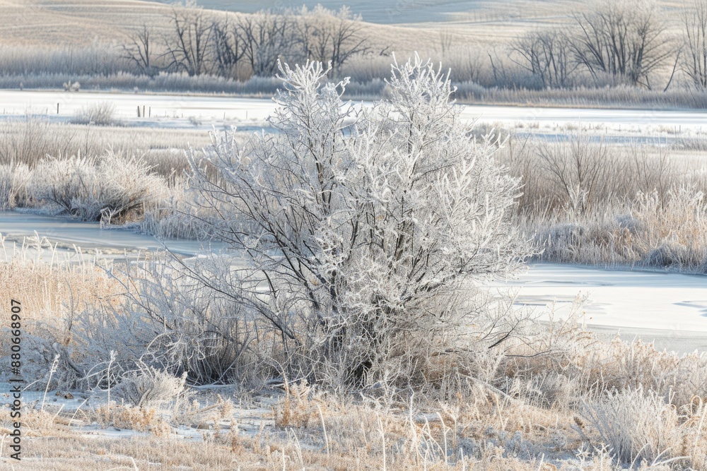 Trees And Shrubs. Heavy Frost Covers Trees and Shrubs in Rural Alberta on Cold Winter Day