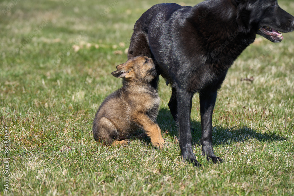 Beautiful German Shepherd puppy with his mother on a meadow on a sunny summer day in Skaraborg Sweden Beautiful German Shepherd puppy with his mother on a meadow on a sunny summer day in Skaraborg Sweden