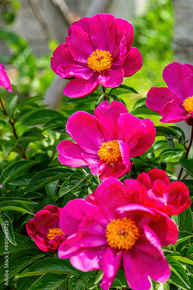 A peony with very beautiful large flowers. A peony with very beautiful large flowers.
