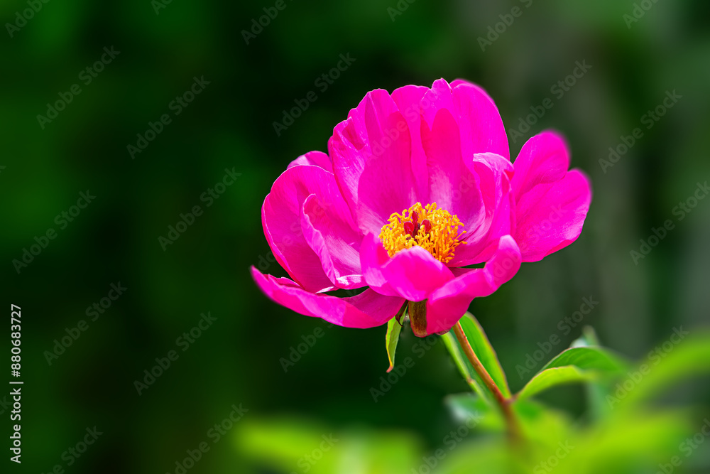 A peony with very beautiful large flowers. A peony with very beautiful large flowers.