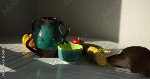 Cute funny dog at table in kitchen, dachshund looking for food, funny kawai puppy. diet, stylish home, healthy lifestyle concept. flowers and fruits. idyllic picture, perfect vibe video footage 4k