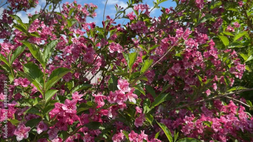 Close-up Vibrant Weigela pink flowers in the garden. Weigela coraeensis bush blossom. Close-up Vibrant Weigela pink flowers in the garden. Weigela coraeensis bush blossom.