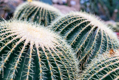 Obraz na plátne Be careful not to get pricked by the thorns! A pretty round cactus