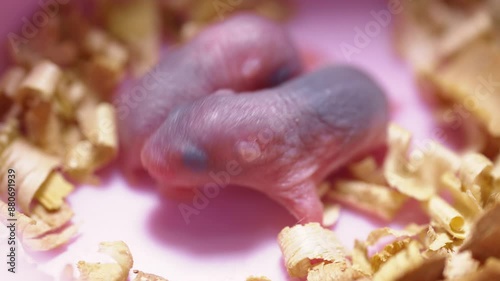 Small pink bald newborn hamsters. photo