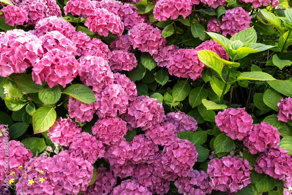 Closeup of beautiful fresh hortensia shrubs and green leaves as background. Hortensia during summer season. Cottage garden design Closeup of beautiful fresh hortensia shrubs and green leaves as background. Hortensia during summer season. Cottage garden design