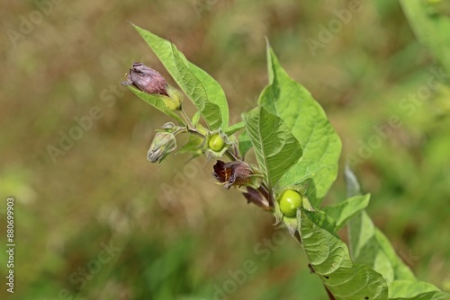 Schwarze Tollkirsche (Atropa belladonna).mit Blüten und Früchten photo