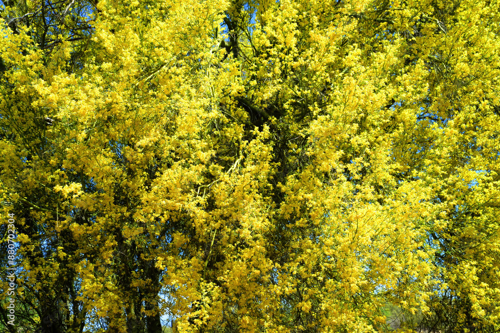 Closeup Palo Verde Tree, Sonora Desert, Spring and in bloom Closeup Palo Verde Tree, Sonora Desert, Spring and in bloom