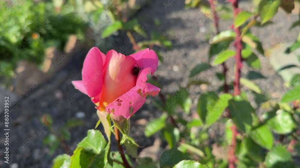 Brown June beetle, Amphimallon solstitiale rose chafer pest on pink orange rose buds in the garden